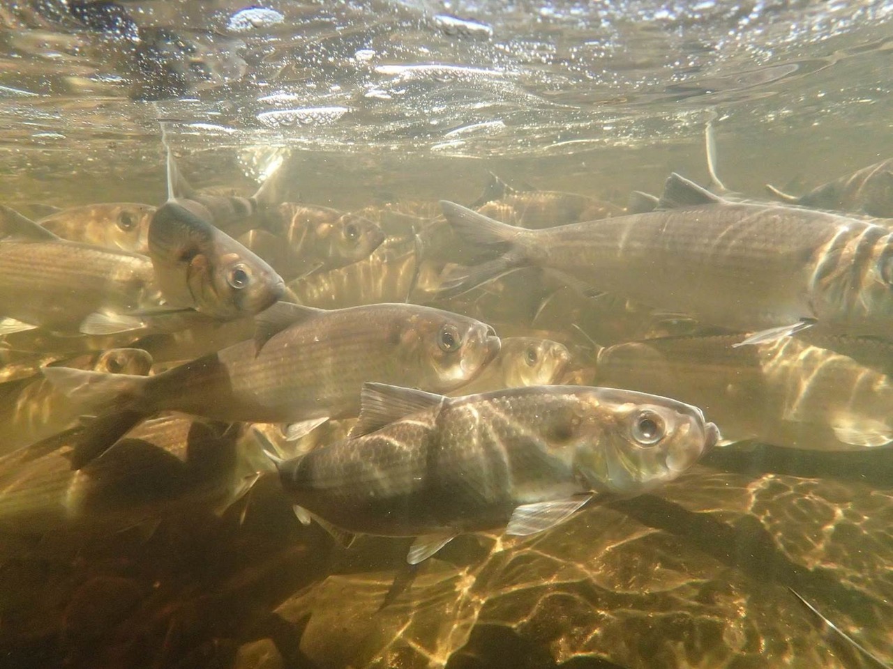 Fish Migration in Greater Portland: Ecology and Natural History of the  Alewife 
