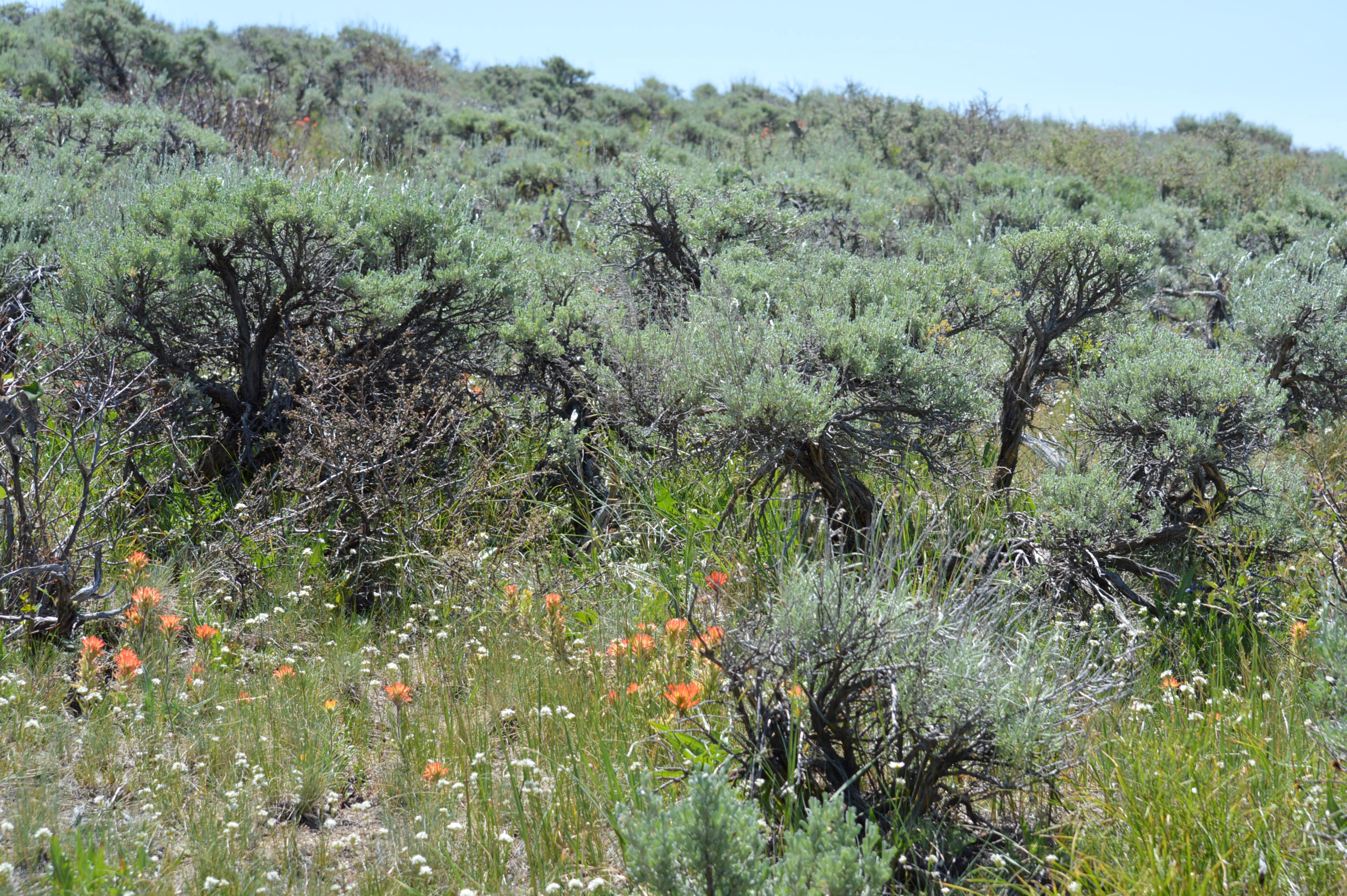 New Report Highlights Even Steeper Decline of Greater Sage Grouse  Populations