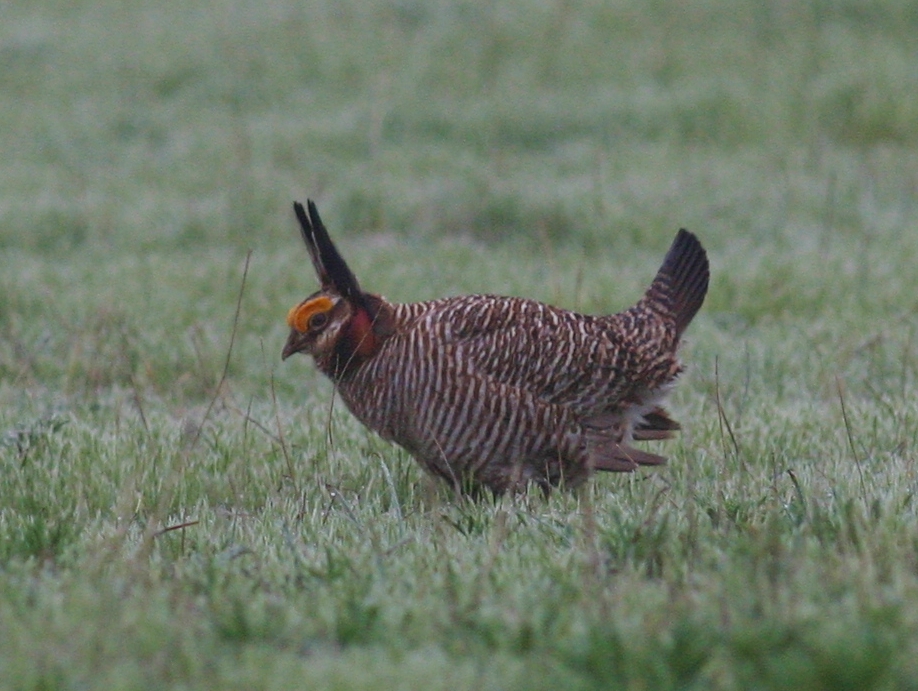 Lesser Prairie Chicken Listed | Wildlife Management Institute