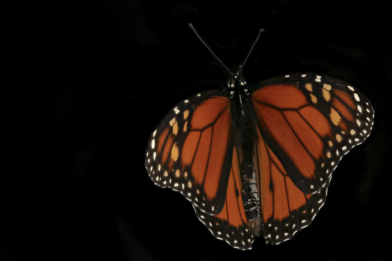 App Allows Citizen Scientists to Contribute to Monarch Butterfly ...