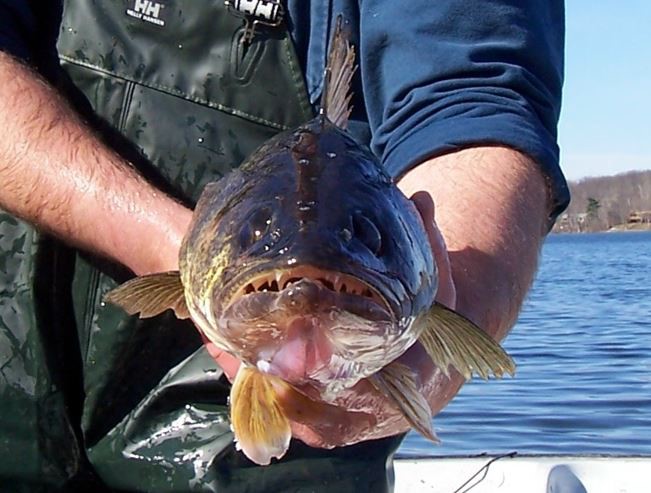 Walleye fishing at levels above sustainable levels in Lake of the