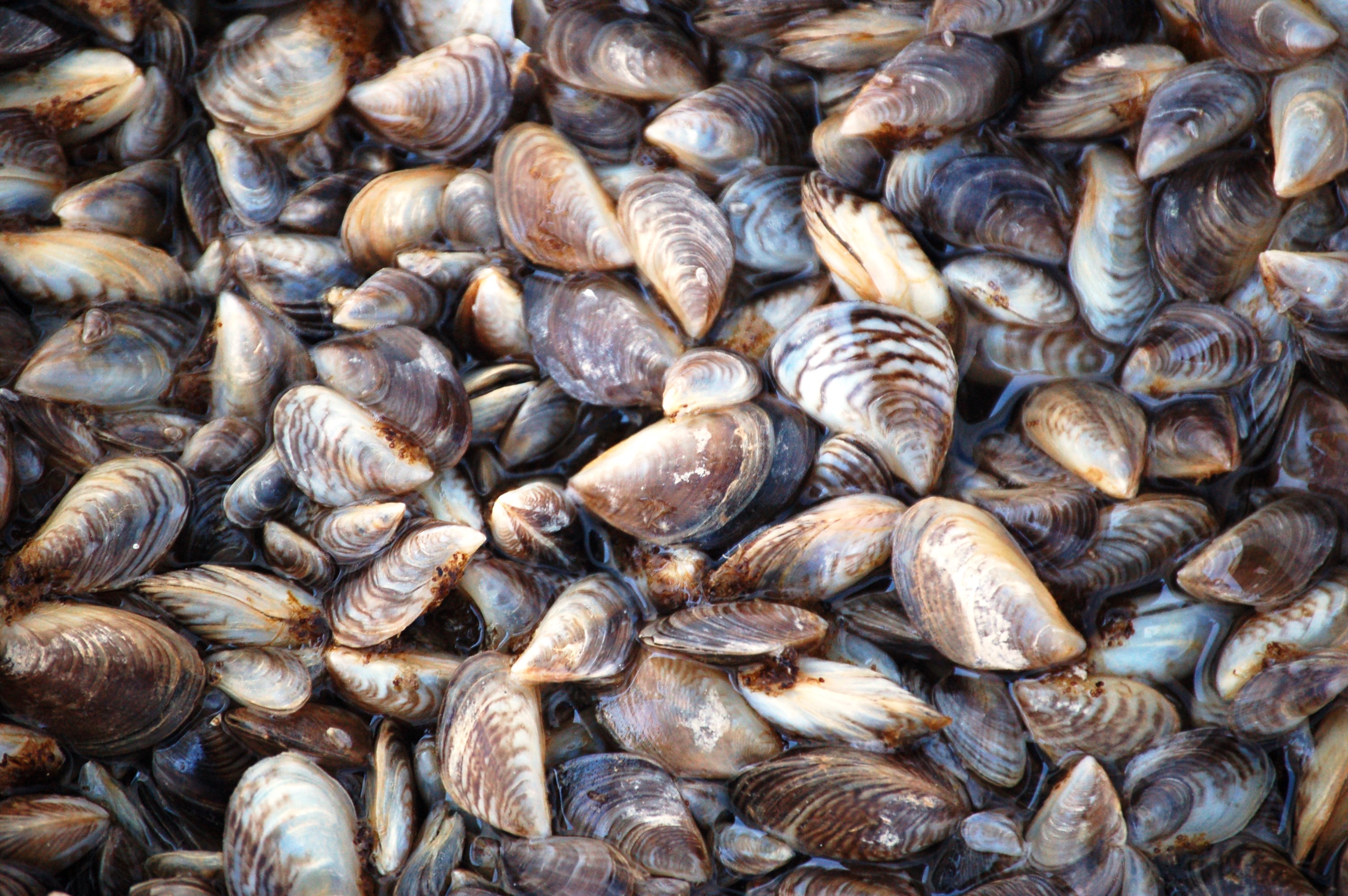 Invasive Mussels Found in Montana Waters | Wildlife Management Institute