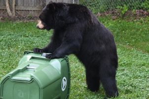 Black bear getting into garbage bin