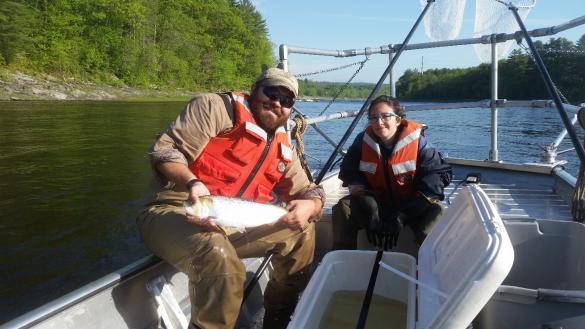George Maynard (PhD student) and Tal Kleinhause-Goldman (undergraduate assistant) release a radio tagged American shad in to the Penobscot River after capture by electrofishing.