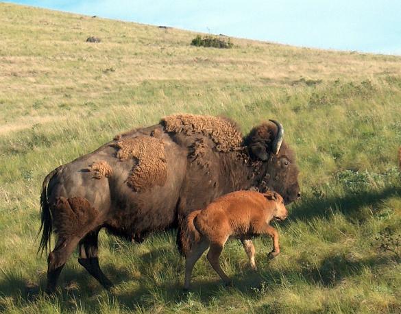 Bison with Calf