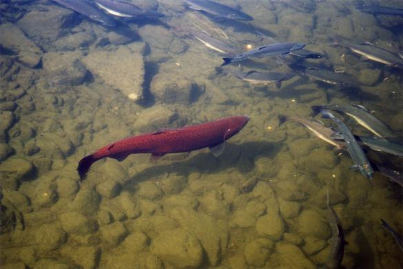 Chinook salmon