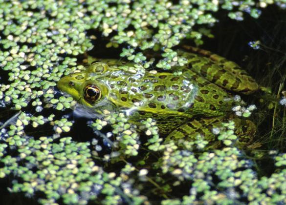 Chiracahua Leopard Frog