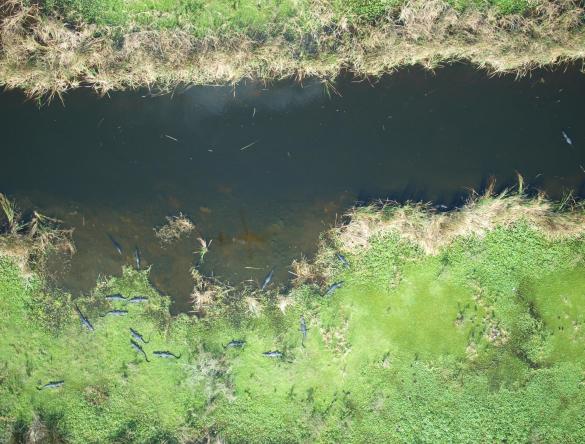 Aerial photos of gators