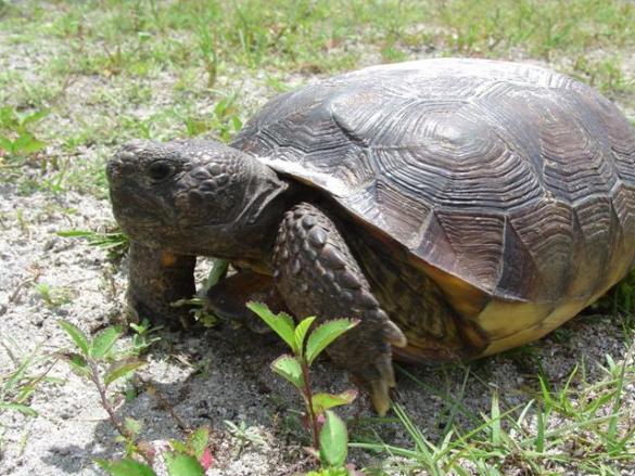 image of Gopher Tortoise, Photo Credit: FWS Fish and Wildlife Research Institute, Flickr