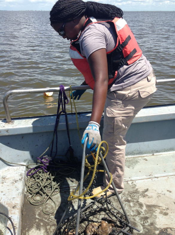 Collecting oysters for research