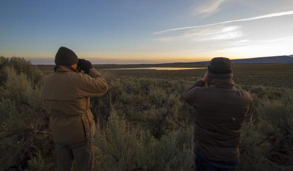 Counting sage grouse