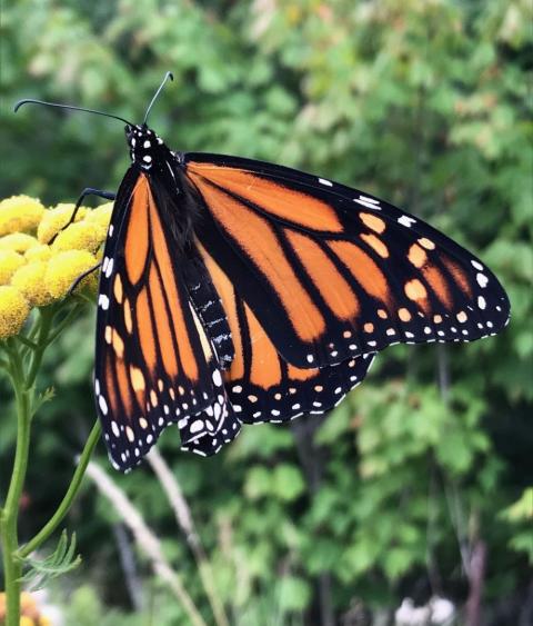 Monarch butterfly