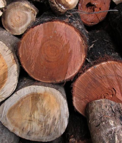 woodpile