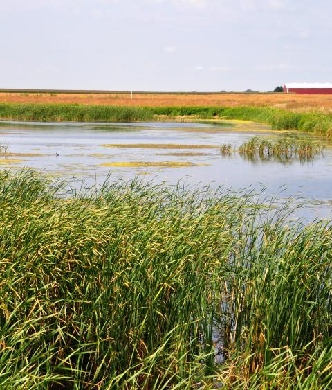 Wetland in Palo Alto County, Iowa