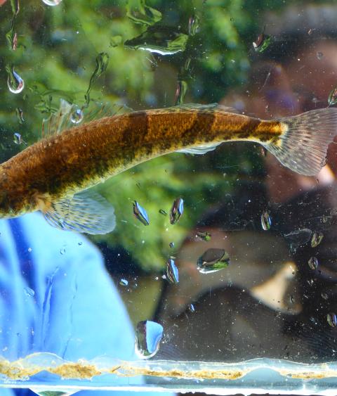 Snail darter