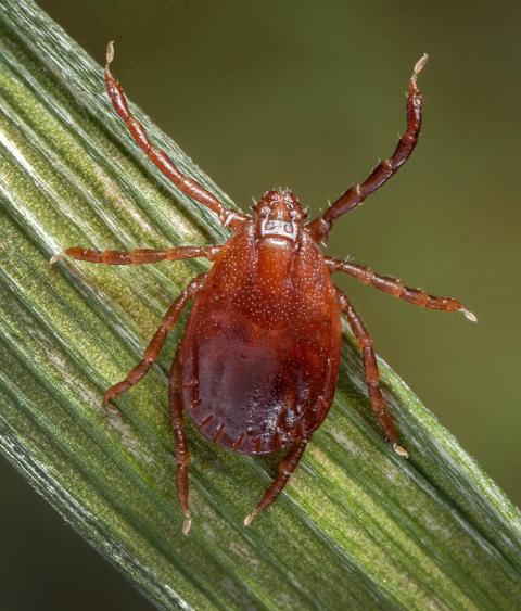 Asian longhorned tick