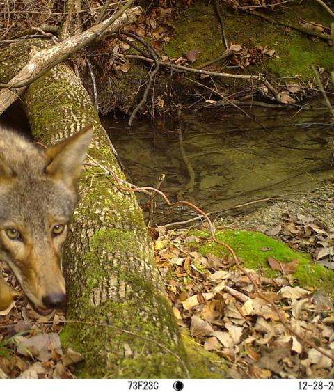 Trail cam image of a coyote