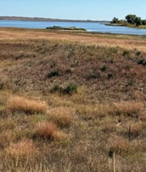 Western grasslands