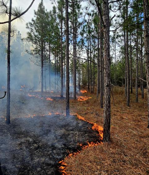prescribed forest burn in progress