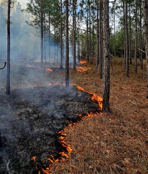 prescribed forest burn in progress