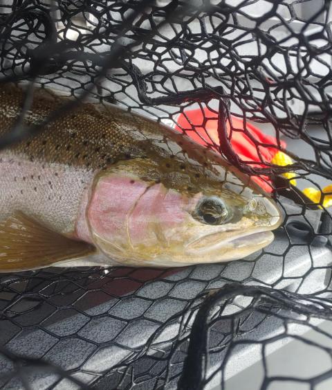 steelhead fish