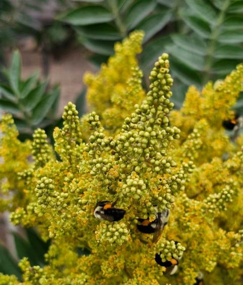 Multiple species of pollinators on Shining Sumac 