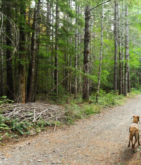 Dog exploring a forest path