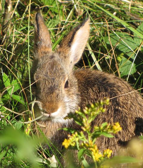 New England Cottontail