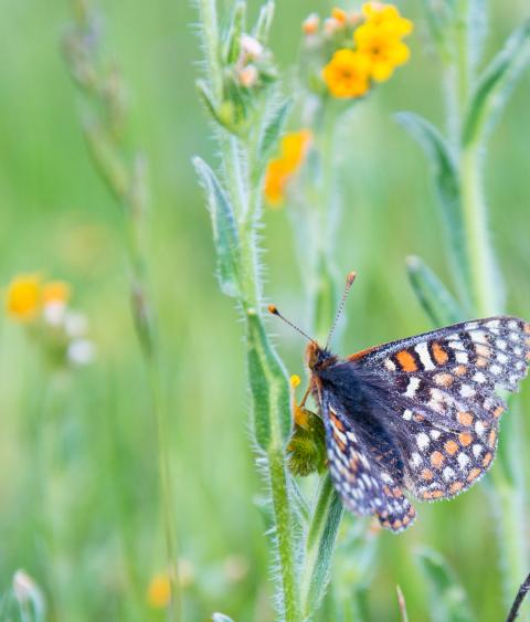 Bay Checkerspot Butterfly
