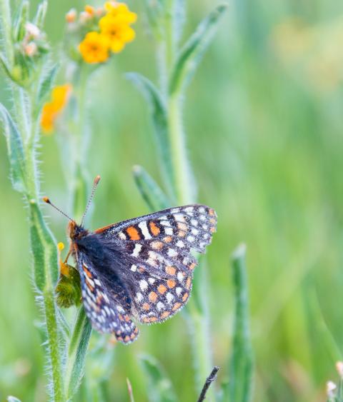 Bay Checkerspot Butterfly