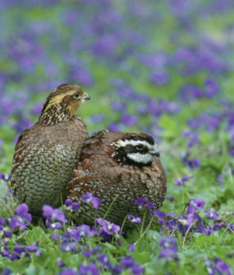 Northern bobwhite quail