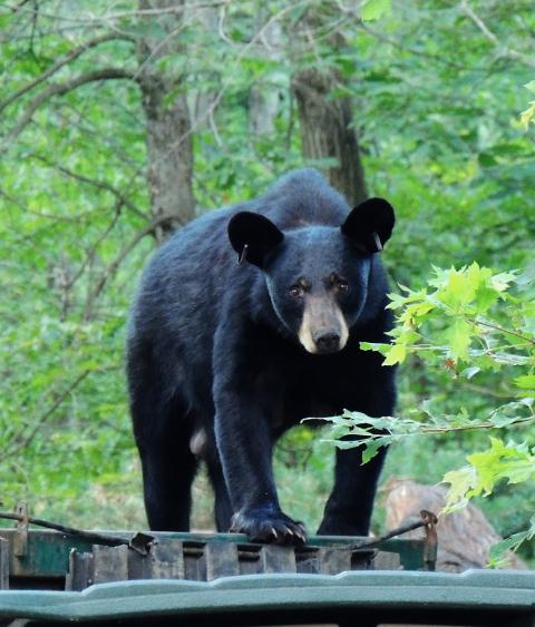 Black bear checking out a dumpster