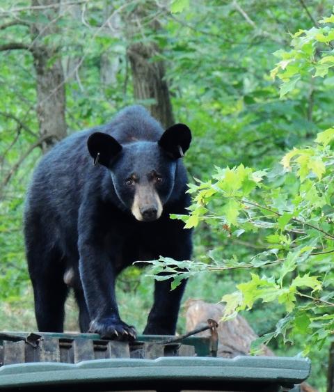 Black bear checking out a dumpster