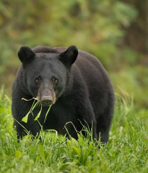 Louisiana Black Bear