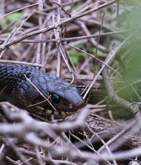 Texas indigo snake