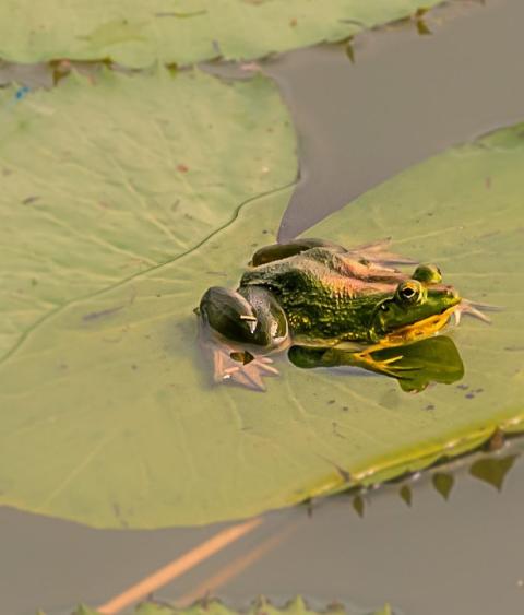 Frog on lily pad