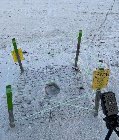 Protected sea turtle nest