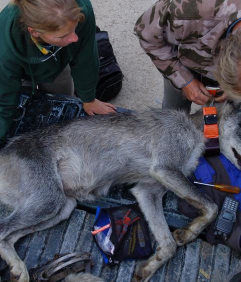 Field biologists fitting a gray wolf with a radio collar