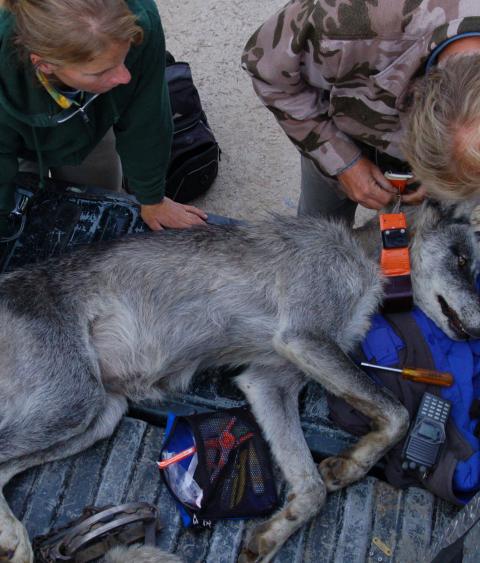 Field biologists fitting a gray wolf with a radio collar