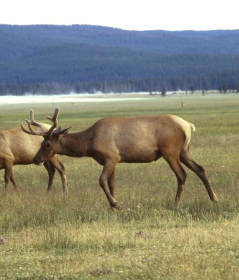 Elk grazing in a field