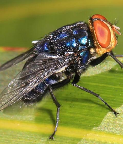 Adult New World Screwworm Fly