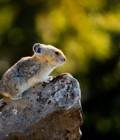 American Pika
