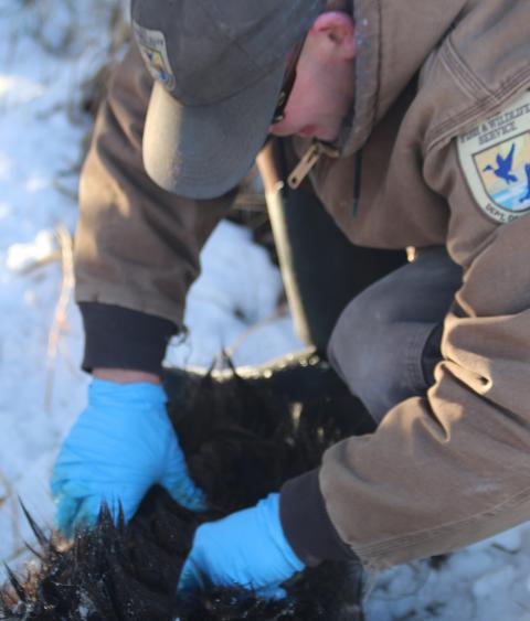 Refuge biologist analyzing an elk carcass