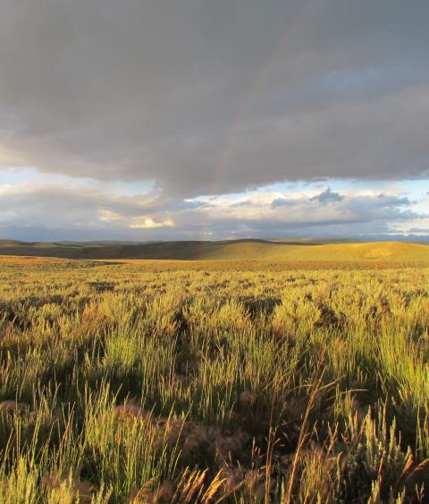 Sagebrush habitat in Wyoming