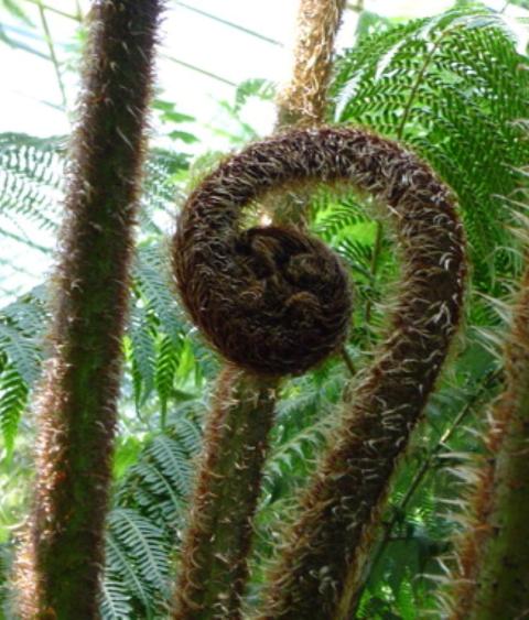 Plant shaped like question mark