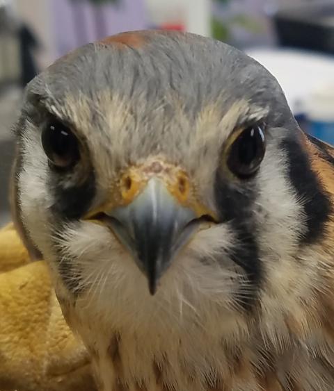 Kestrel
