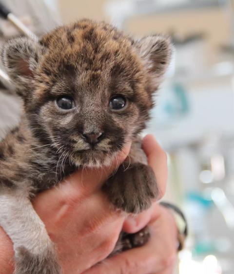 Baby panther