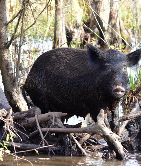 a feral hog in the swamp