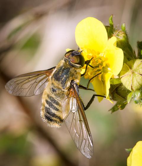 Bee during pollination