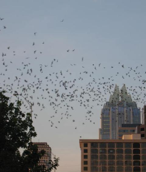 Bats in Austin, Texas